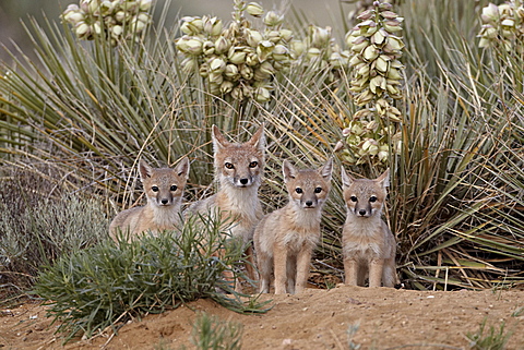 Swift fox (Vulpes velox) vixen and three kits at their den, Pawnee National Grassland, Colorado, United States of America, North America