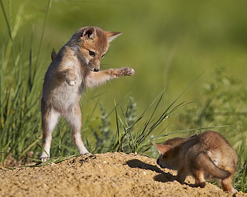 Swift fox (Vulpes velox) kits playing, Pawnee National Grassland, Colorado, United States of America, North America