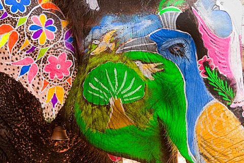 Elaborately adorned elephants during Holi, the Hindu festival of colours, in Jaipur, India. Images of peacocks and tigers on the foreheads.