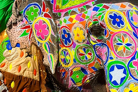 Elaborately adorned elephants during Holi, the Hindu festival of colours, in Jaipur, India. Images of peacocks and tigers on the foreheads.