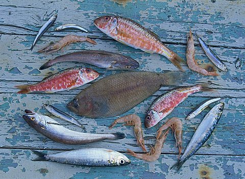 High angle view of still life of a selection of fish, prawns and other seafood from the Mediterranean, on a blue wooden table, Andalucia (Andalusia), Spain, Europe