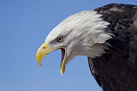 Bald eagle vocalizing, Boulder County, Colorado, United States of America, North America