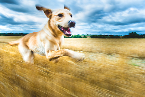 Labrador in field, Oxfordshire, England, United Kingdom, Europe