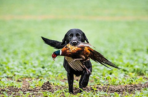 black labrador gun dog retrieving cock pheasant on a shoot in Wiltshire