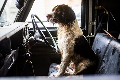 Springer Spaniel, Gun Dog, Land Rover