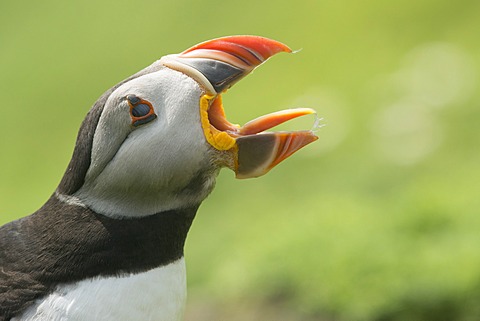 Atlantic puffins