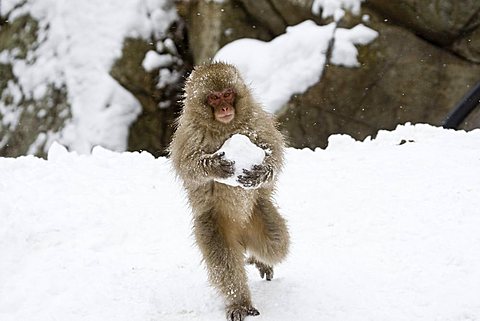 snow monkeys news