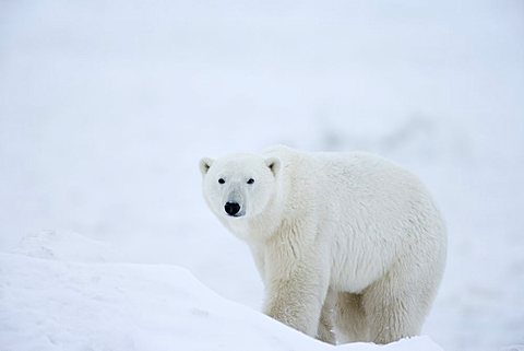 Hudson Bay Company Travel Agency Hudson Bay Company Travel Agency