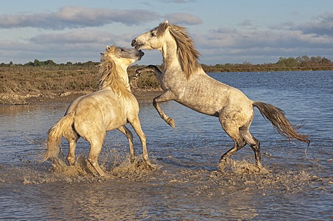 Camargue horses