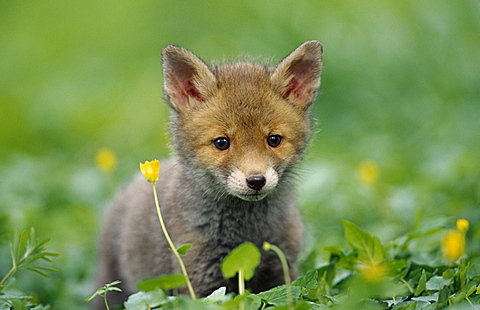 Fox cub