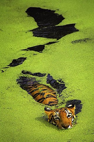 Swimming tiger