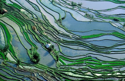 Yuanyang rice terraces