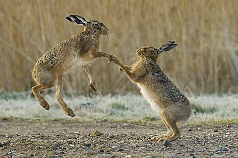 Mad March hares