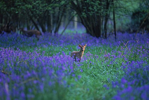 Bluebells