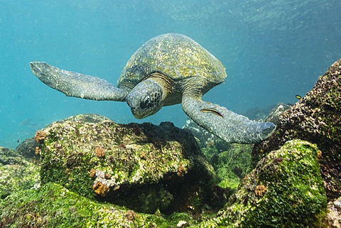 Adult green sea turtle (Chelonia mydas) underwater near Rabida Island, Galapagos Islands, Ecuador, South America