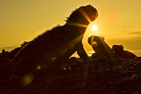 Galapagos marine iguana (Amblyrhynchus cristatus), Fernandina Island, Galapagos Islands, UNESCO World Heritage Site, Ecuador, South America