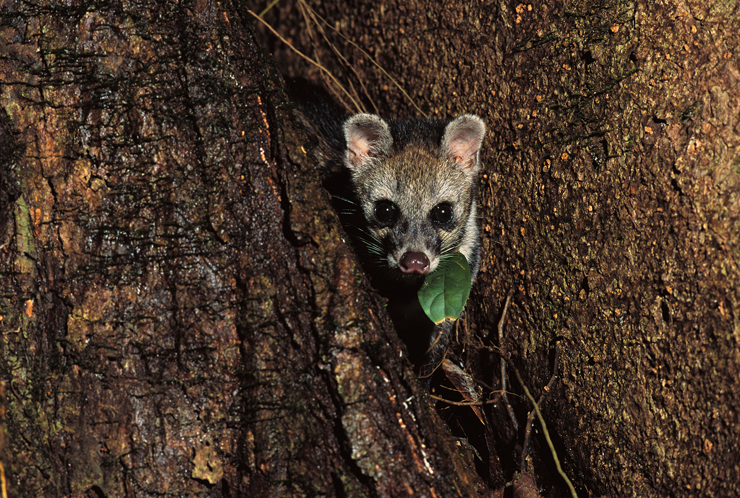 The incredible Danum Valley by Frans Lanting