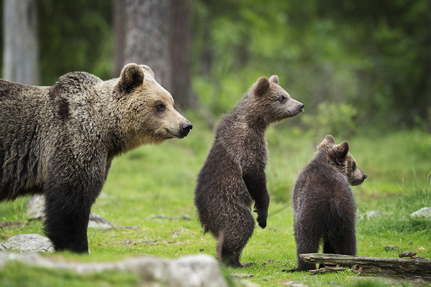 Curious brown bear cubs by Janette Hill