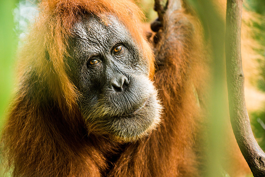 Charming orangutans by John Alexander