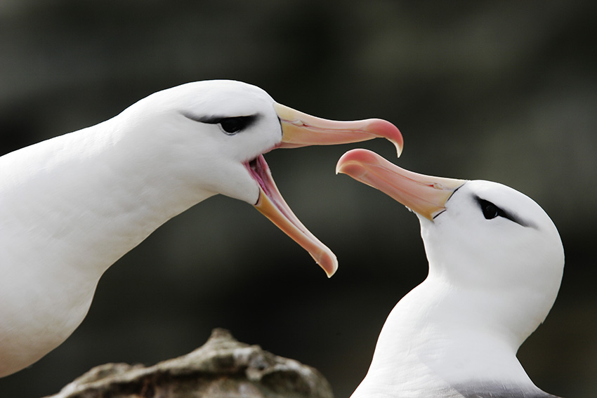Majestic albatrosses by Michael Nolan