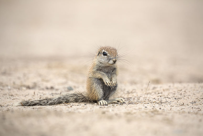 Adorable ground squirrels by Ann and Steve Toon
