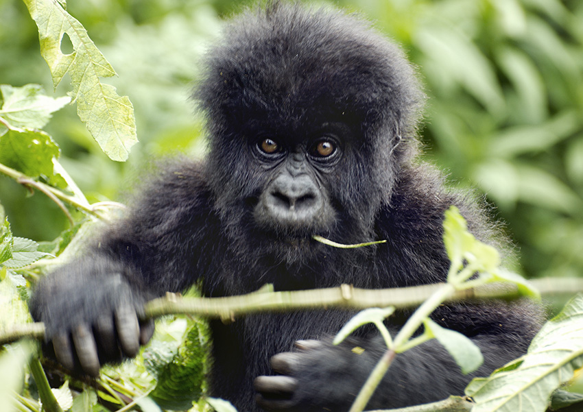 Matt Frost’s close encounters with gorillas in Rwanda