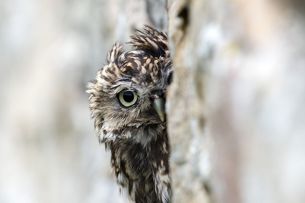 Characterful little owls by Ann and Steve Toon