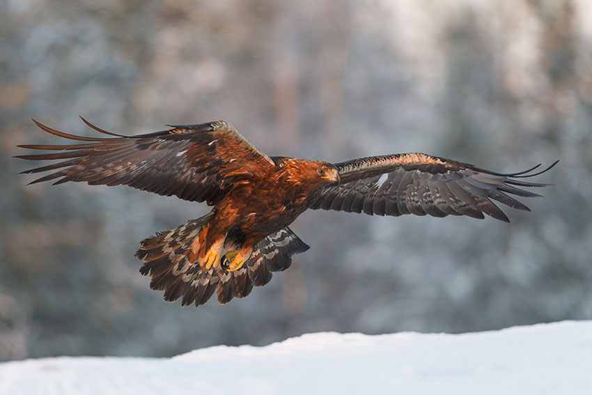 The majestic eagles of Taiga Forest by Garry Ridsdale