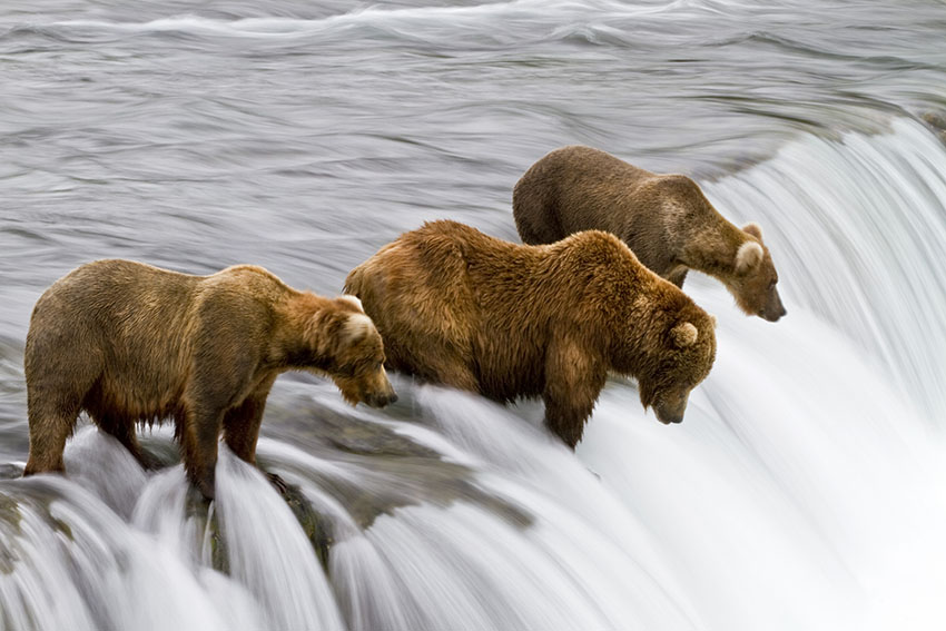 Brown bears fishing for salmon by Michael Nolan