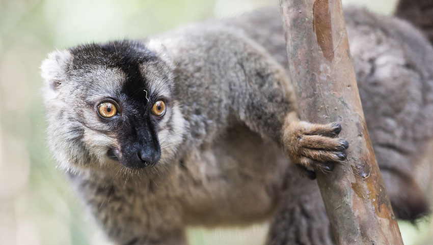 Lemurs by Matthew Williams-Ellis