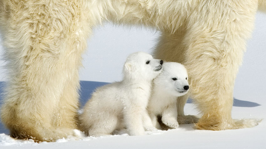 Magnificent polar bears by Thorsten Milse