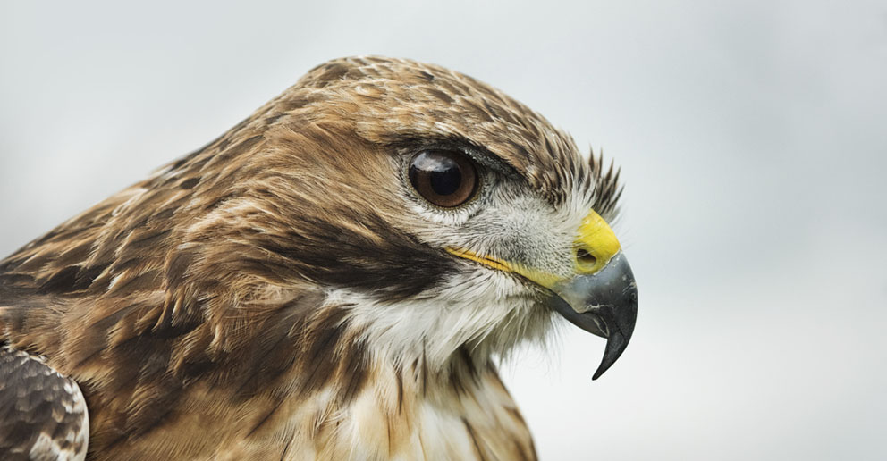 Majestic hawks and eagles by Janette Hill