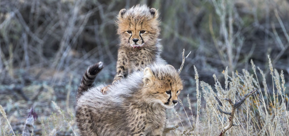 Cheetahs and their cubs by Ann and Steve Toon