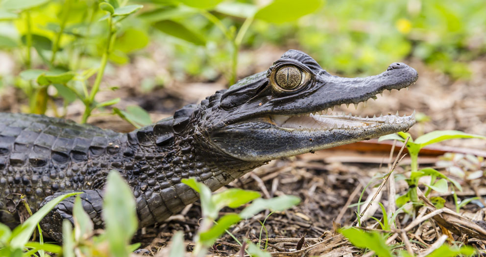 Michael Nolan shoots in the lush Peruvian Amazon
