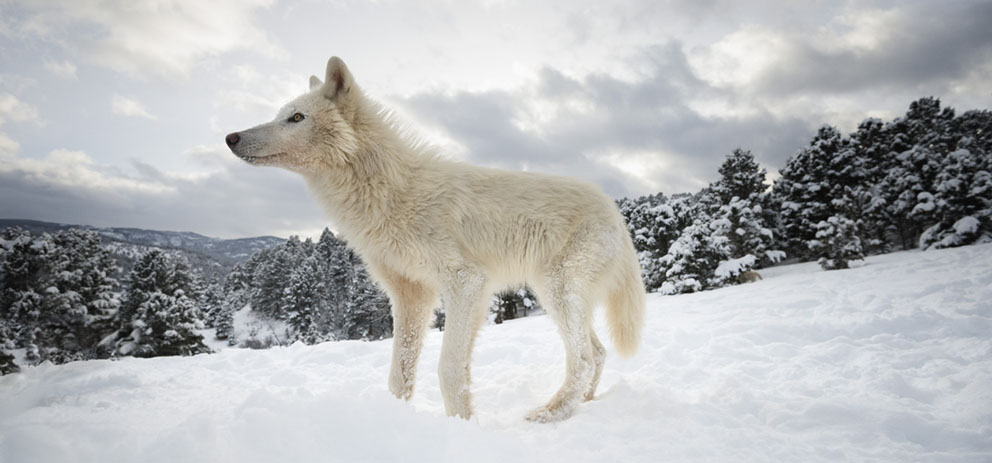 Amazing Arctic wolves by Janette Hill