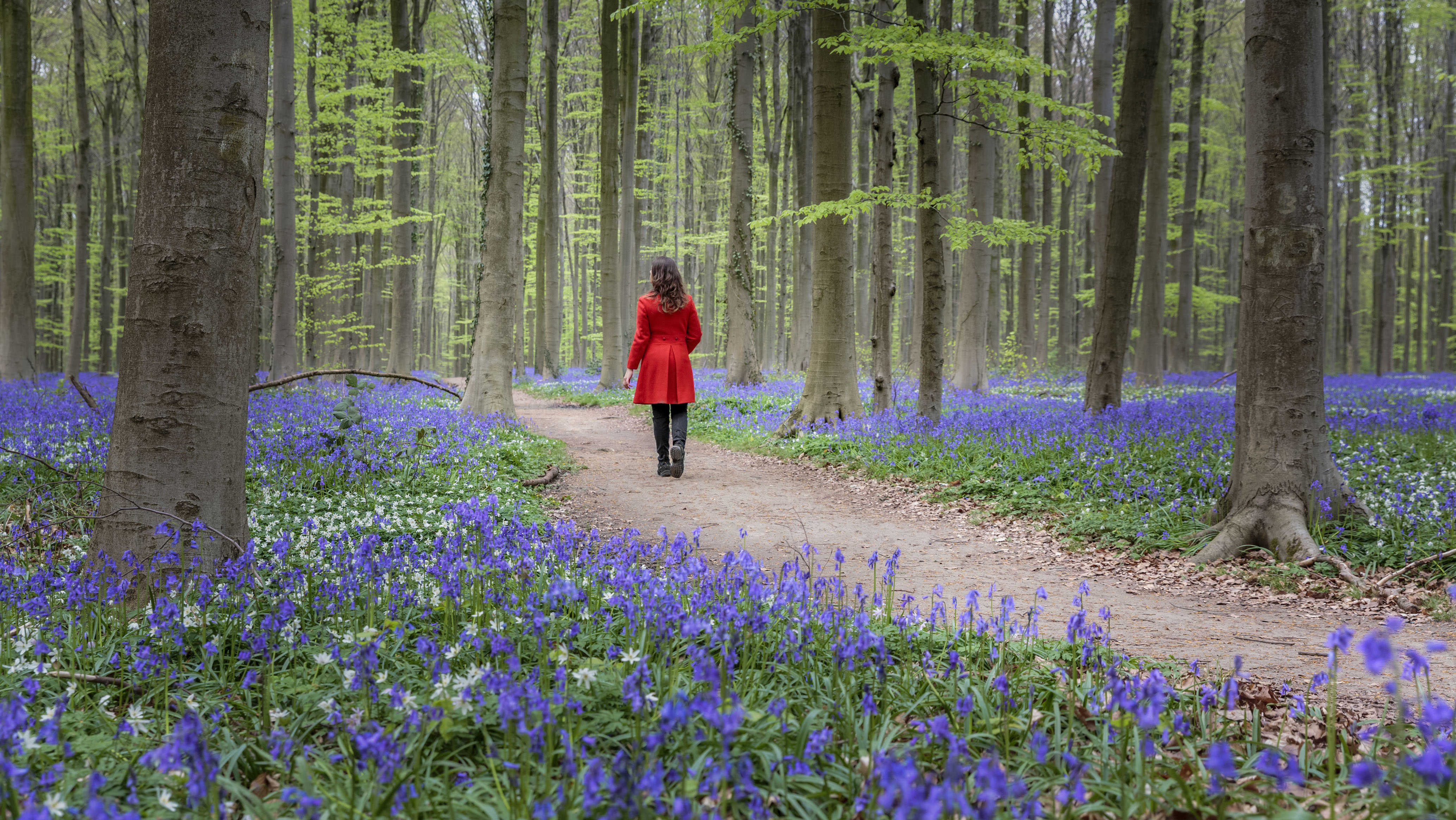 Bluebell season in northern Europe