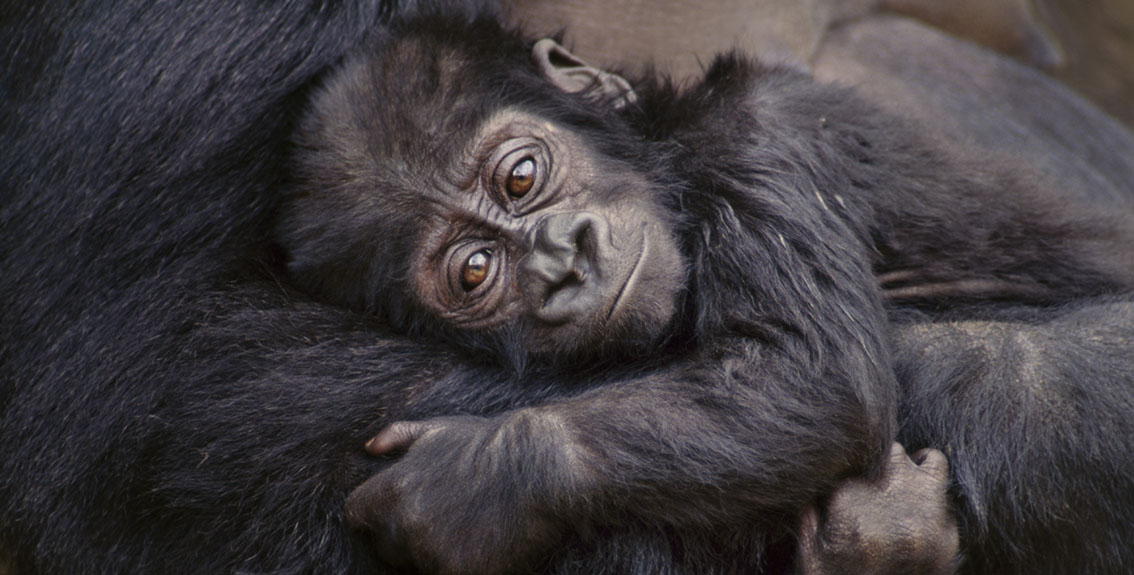 Gorillas and their babies by Frans Lanting