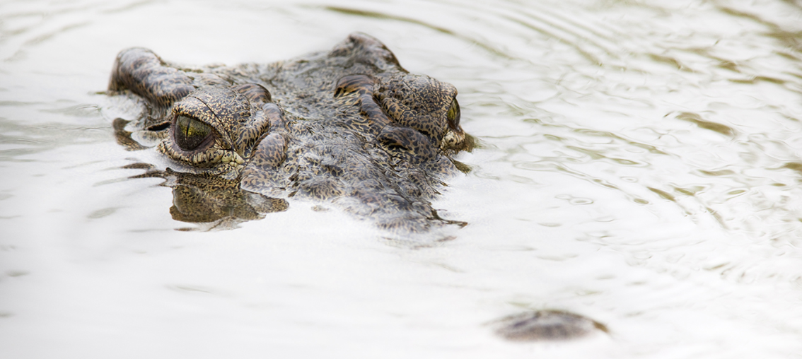 Fearsome Nile crocodiles by Ann and Steve Toon