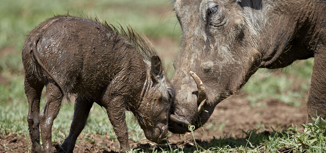 Characterful warthogs by James Hager