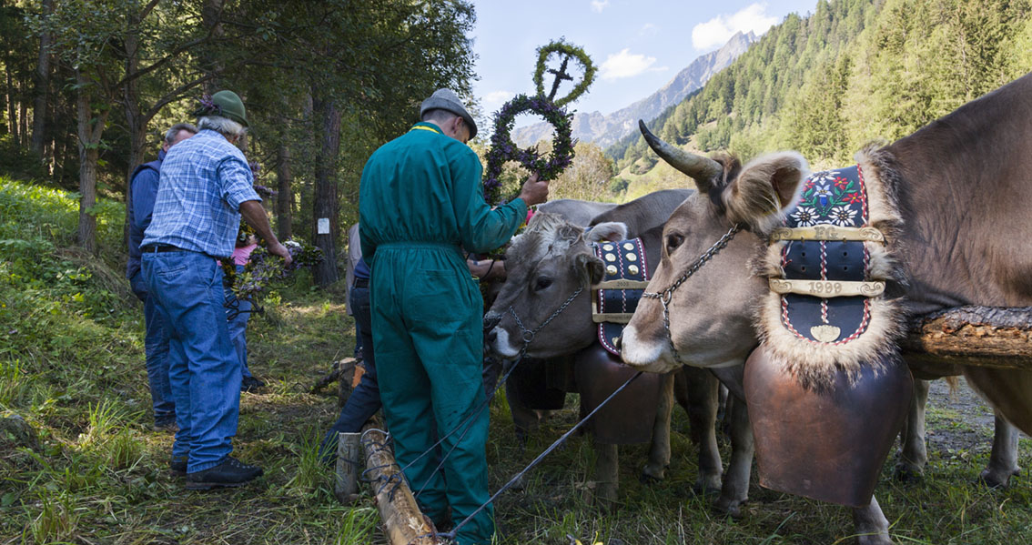 Ceremonial cattle drives in South Tyrol, Italy