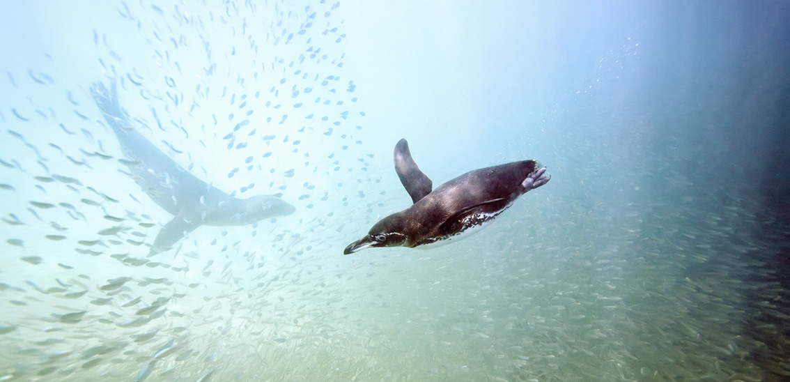 Gliding Galapagos penguins by Michael Nolan