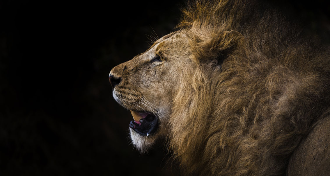 The majestic lions of Tanzania by Ashley Morgan