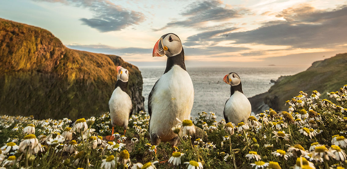 Photographing puffins on Skomer Island by Matthew Cattell