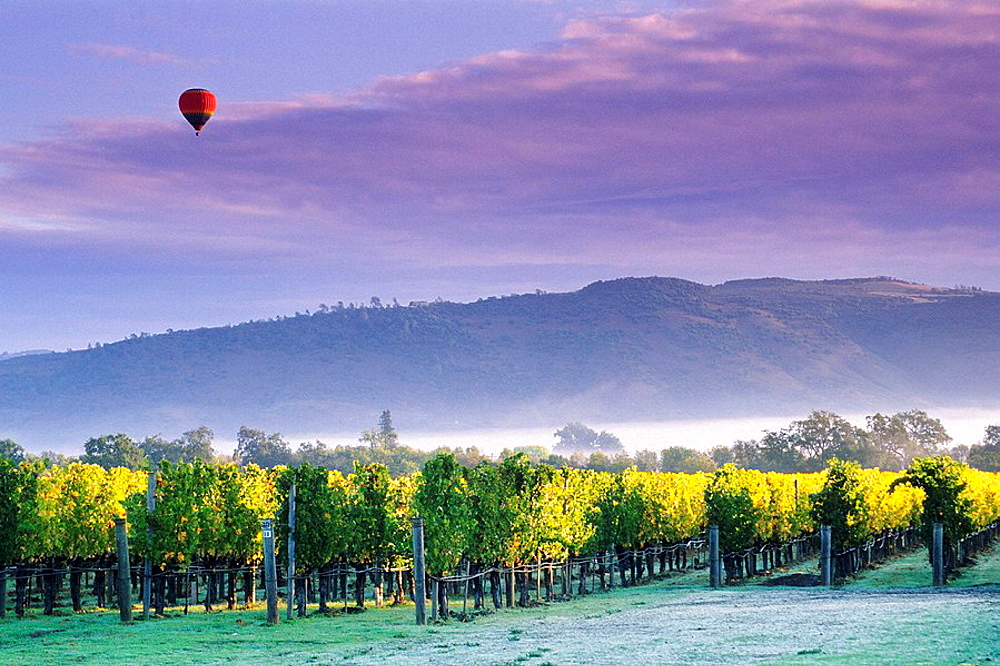 Hot air balloon and clouds at sunrise over vineyards near Oakville, Napa Valley, Napa County, California, USA