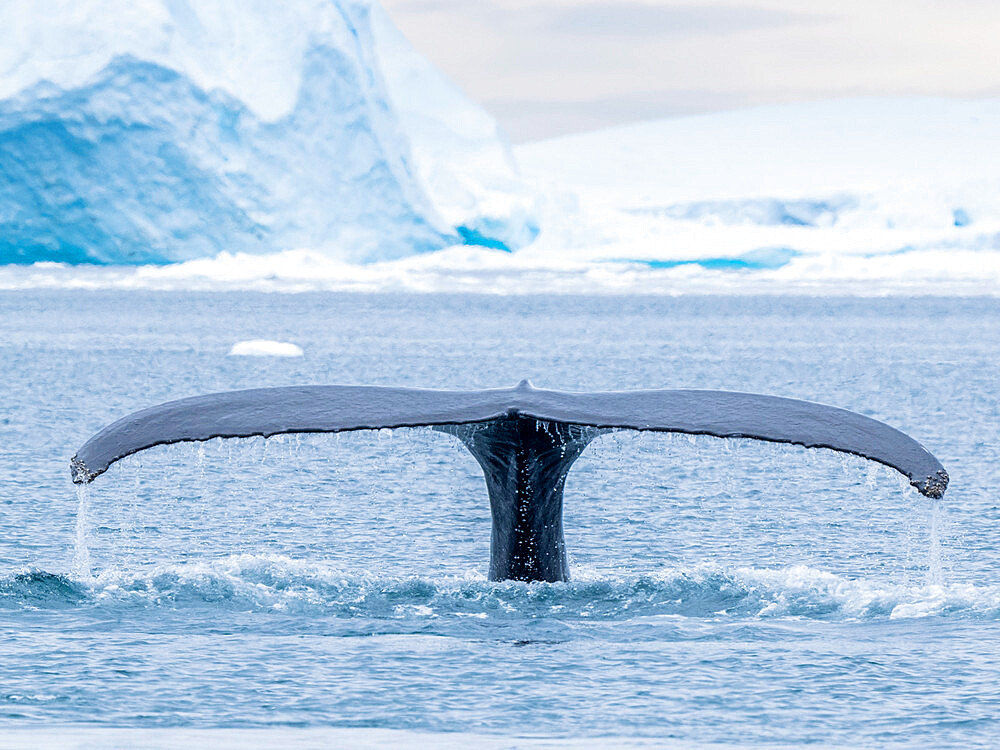 An adult humpback whale, Megaptera novaeangliae, flukes up and dives amongst the icebergs in Ilulissat, Greenland.