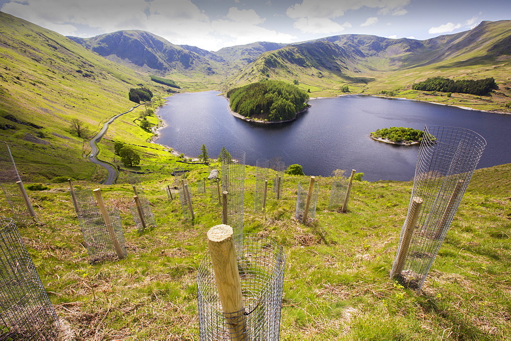 Tree planting at Haweswater, Lake District, UK.